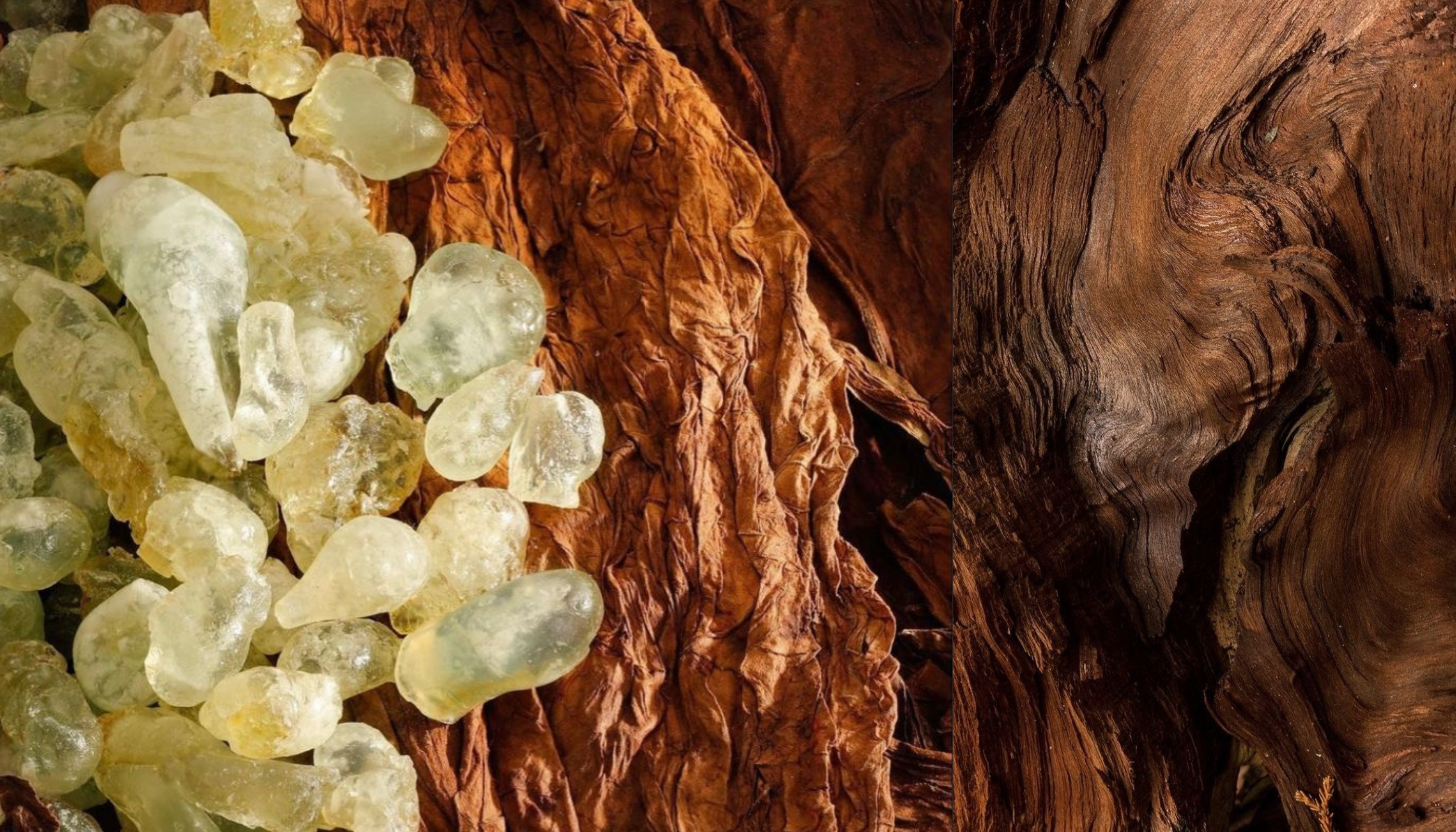 Where Timeless Heritage Meets Scientific Mastery