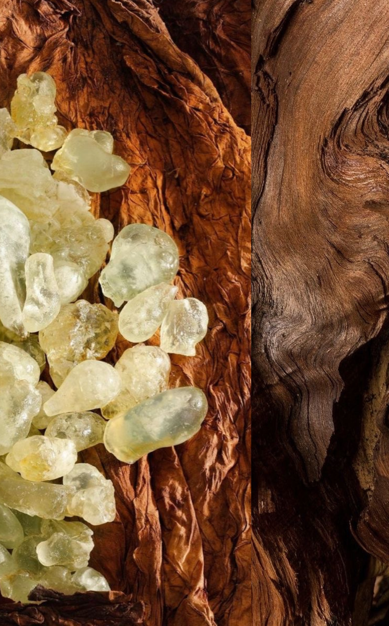 Where Timeless Heritage Meets Scientific Mastery